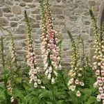 Flourishing in sun or shade, the stately spires of tubular apricot flowers appear in June and July