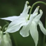 'Munstead White' is a handsome and very vigorous form selected by early twentieth-century garden writer and designer Gertrude Jekyll.