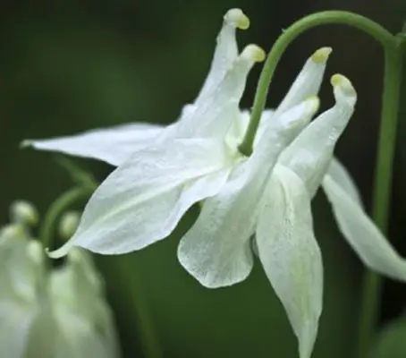 'Munstead White' is a handsome and very vigorous form selected by early twentieth-century garden writer and designer Gertrude Jekyll.
