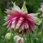 It has blooms that are composed of many narrow, dull deep pink and pale green petals.