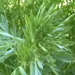Wormwood, Artemisia absinthium-0