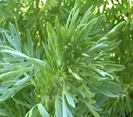 Wormwood, Artemisia absinthium-0