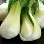 Canton or Dwarf Bok Choy is short and squat and often known as Baby or Squat Pak Choi