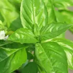 This basil is true to its name, one sniff and one would swear one was in a lemon orchard