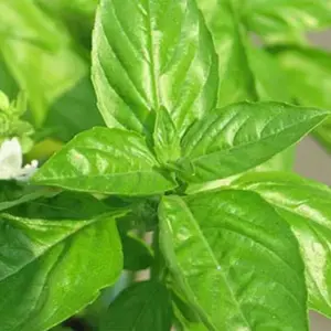 This basil is true to its name, one sniff and one would swear one was in a lemon orchard