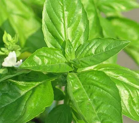 This basil is true to its name, one sniff and one would swear one was in a lemon orchard