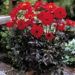 Stunning in the garden and long-lasting in the vase, Bishop's Children may become your favorite cutflower.