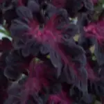 Coleus blumei, 'Black Dragon'-0