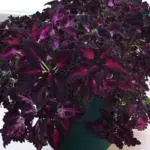 Coleus blumei, 'Black Dragon'-3862