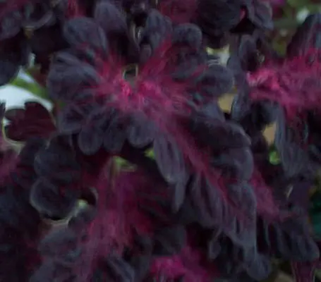 Coleus blumei, 'Black Dragon'-0