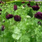 Peony poppies are one of the easiest ways to add a bit of architecture and a lot of dazzle to your garden.