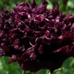 Papaver paeoniflorum 'Black Peony' has fascinating, large, fully double, dark purple-maroon, almost black flowers, with lovely crinkled petals.