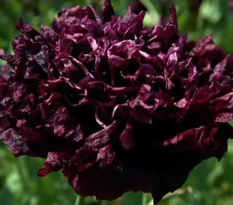 Papaver paeoniflorum 'Black Peony' has fascinating, large, fully double, dark purple-maroon, almost black flowers, with lovely crinkled petals.