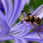 Attractive to bees, butterflies and birds and a versatile subject that is excellent for cutting