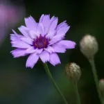 “Amor Blue” produces blooms of lavender-blue, star like flowers each with a dark eye and unique papery petals.