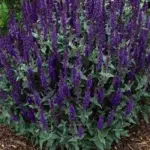 The rich, deep blue-purple spires bloom in early summer and then repeat their fine show later in the season.