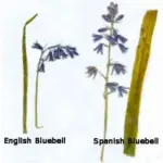 Our familiar English Bluebell is also under threat from an invader from the south - Hyacinthoides hispanica, the Spanish bluebell.