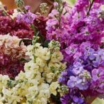 'Winter Mix' have an upright branching habit with beautiful closely spaced flower spikes,