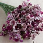 Lathyrus odoratus, Spencer Modern 'Wiltshire Ripple'-20796