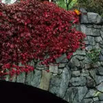 Parthenocissus tricuspidata veitchii 'Boston Ivy'-8103