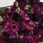 Exceptionally fragrant, the stems are almost twice the length and are perfect for cutting.