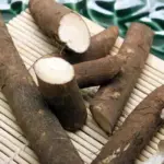 Burdock Takinogawa 'Gobo'-0