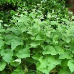Burdock Takinogawa 'Gobo'-8532
