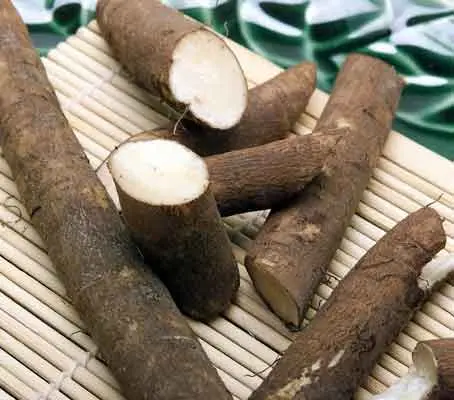 Burdock Takinogawa 'Gobo'-0