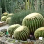 Cactus 'Mixed Species'-0