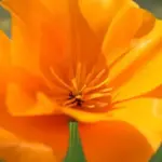 They are one of the easiest and most colourful annuals to grow.