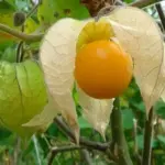 Physalis edulis is characterised by the small orange fruit, similar in size, shape and structure to a small tomato.
