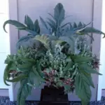 Cardoons are aristocrats in both the ornamental and the vegetable world.