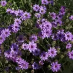 These tough plants thrive in average to poor soil and laugh at drought and hot summer sun.