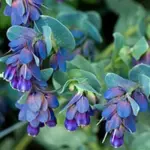 This beautiful highly versatile, aristocratic border plant has become very much in vogue in recent years.