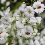 Gypsophila elegans 'Covent Garden'-0