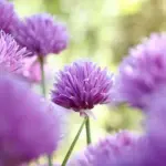 They are particularly attractive when in flower and are a favourite of bees and other pollinating insects.