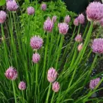 Chives are perennial bulbs that spread to form neat tufted clumps, ideal for edging beds and paths.