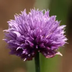 Attractive flowers, mauve-pink rounded heads, are edible and make a very pretty garnish.