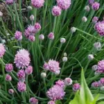 Chives are easily raised from seed; they will soon produce strong clumps that grow to 30cm in height.
