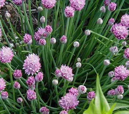 Chives are easily raised from seed; they will soon produce strong clumps that grow to 30cm in height.