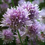 The attractive flowers, mauve in rounded heads are edible and make a very pretty garnish.