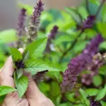 It has attractive purple growing tips, and pink flowers in summer enhance the ornamental appeal.