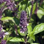 Cinnamon Basil initially it very much resembles sweet basil, but with a cooler flavour.