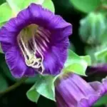 Cobaea scandens is an impressive climber and is one of the fastest-growing and most trouble-free vines you will ever grow.