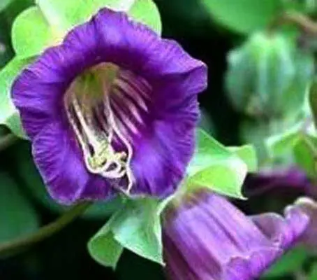 Cobaea scandens is an impressive climber and is one of the fastest-growing and most trouble-free vines you will ever grow.