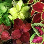 This exotic mixture of the favorite Wizard varieties will certainly add some magical charm to your garden.