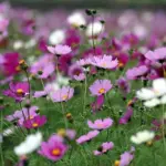 The bright colourful disks gracefully balance on strong slender stems with fine feathery foliage.