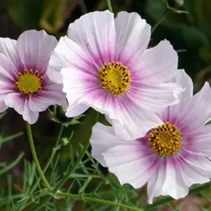 Cosmos "Daydream" is a superb new colour, palest pink with a deep rose pink centre makes this a unique and delicate addition.