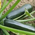 Courgette Ambassador F1 is a popular professionally-grown variety and well known for the home gardener.