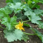 It is an outstanding hybrid that gives attractive dark green courgettes over a long period.